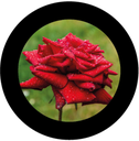 Rose 3