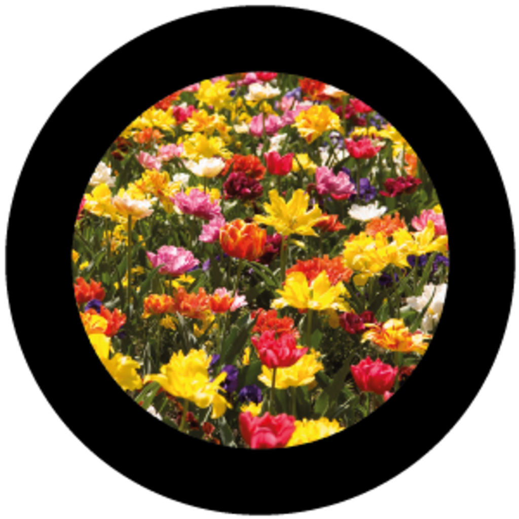 Flowers 9