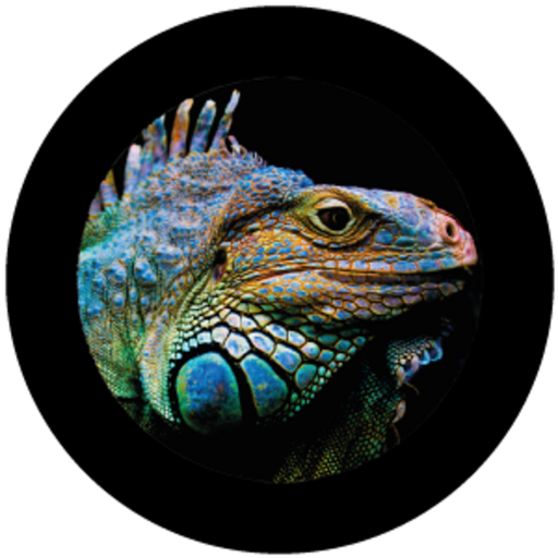 Iguana