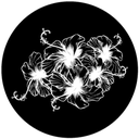 Gbvnat012