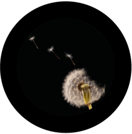 [GBBNAT03320X15] Flowers 7 (H)