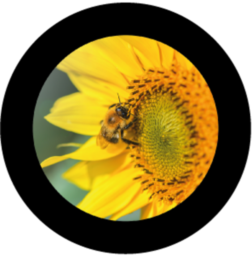 [GBBNAT03120H15] Bumblembee (H)