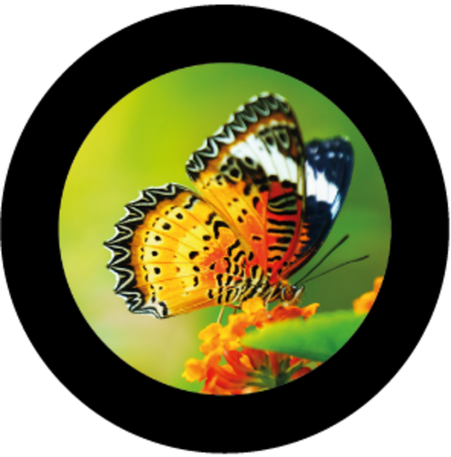 [GBBNAT03720H15] Butterfly (H)