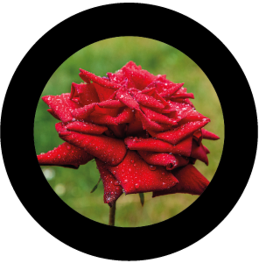 [GBBNAT03920H15] Rose 3 (H)