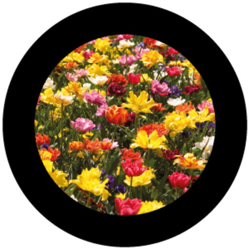 [GBBNAT04720H15] Flowers 9 (H)